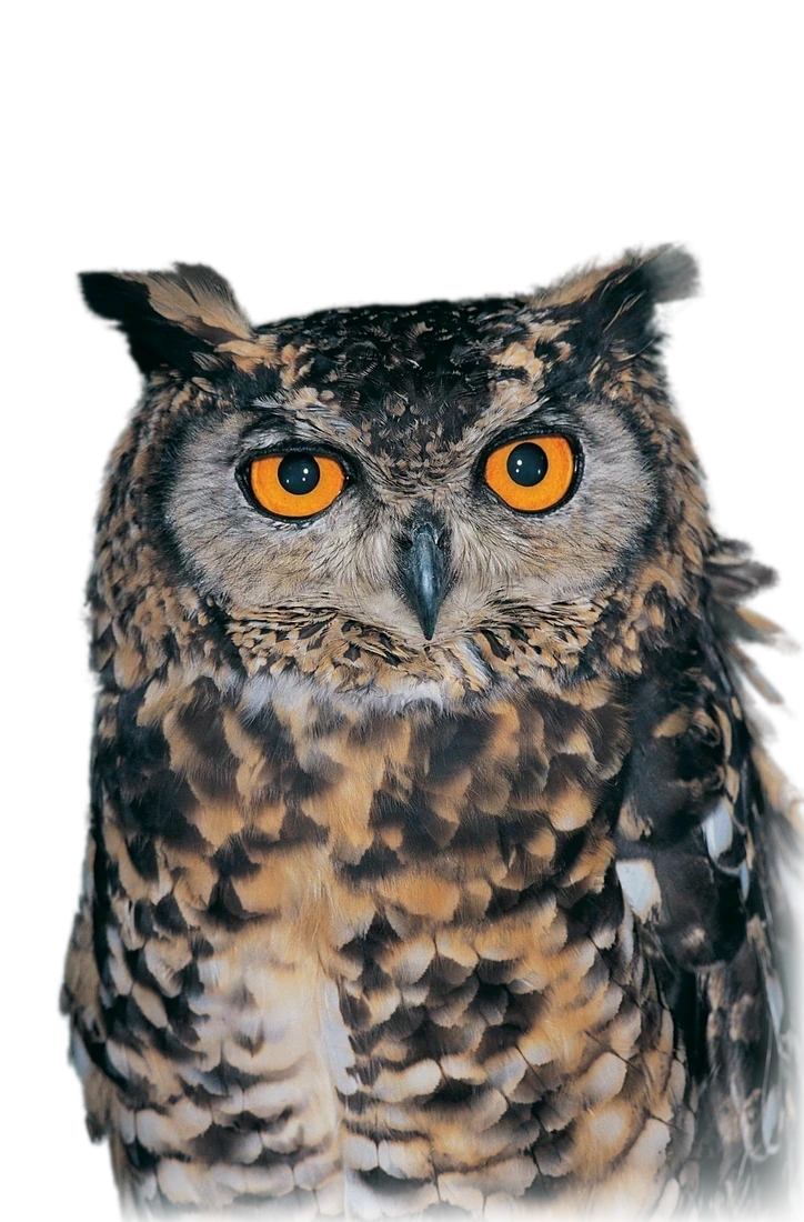 A horned owl — the Modular Consultancy mark.